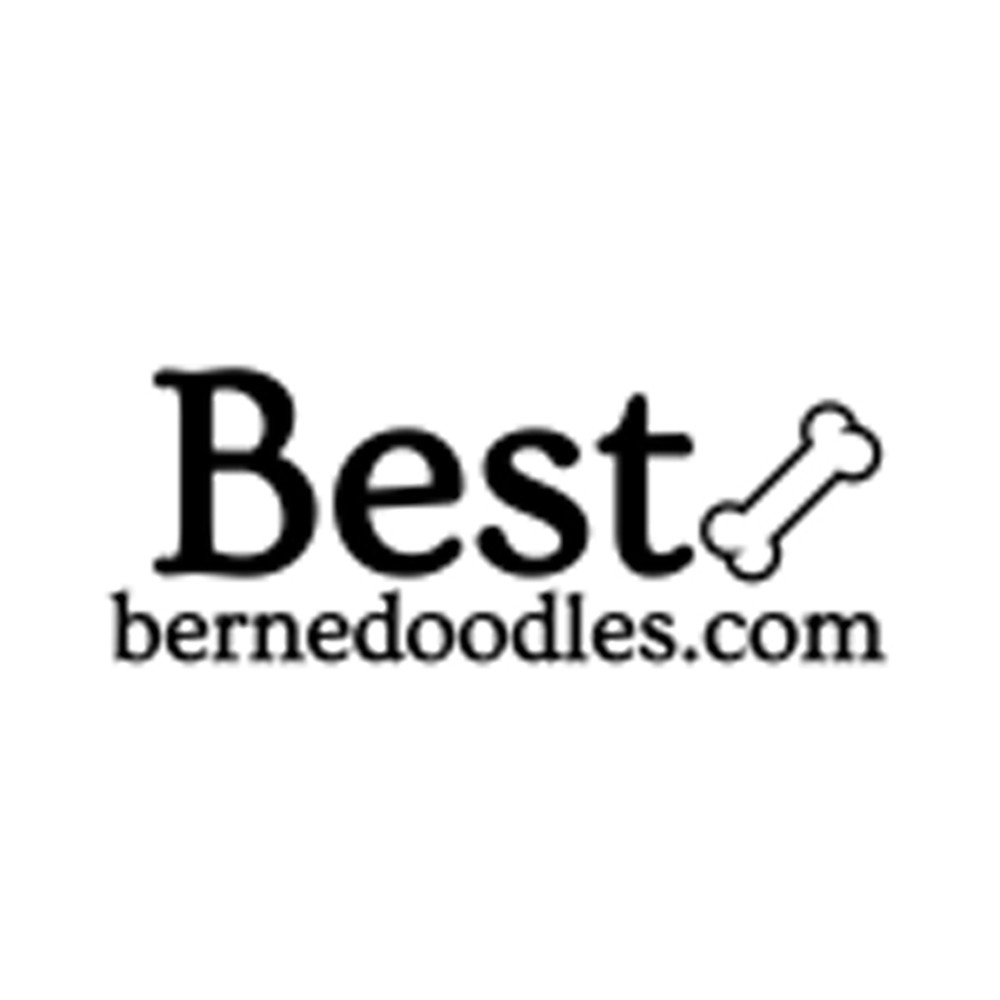 Best Bernedoodles