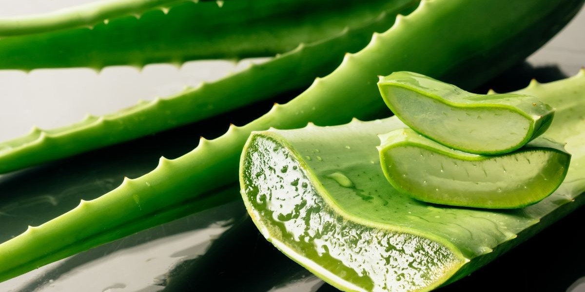 Descubre el Creciente Mercado de Aloe Vera: Tendencias y Oportunidades