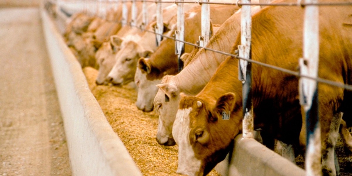 Cattle Feed Market: Key Inhibitors Hindering Industry Advancement