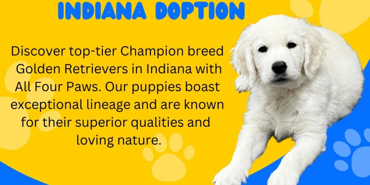 Top Champion Bred Golden Retrievers and Puppies in Indiana, Midwest, and Florida – All Four Paws