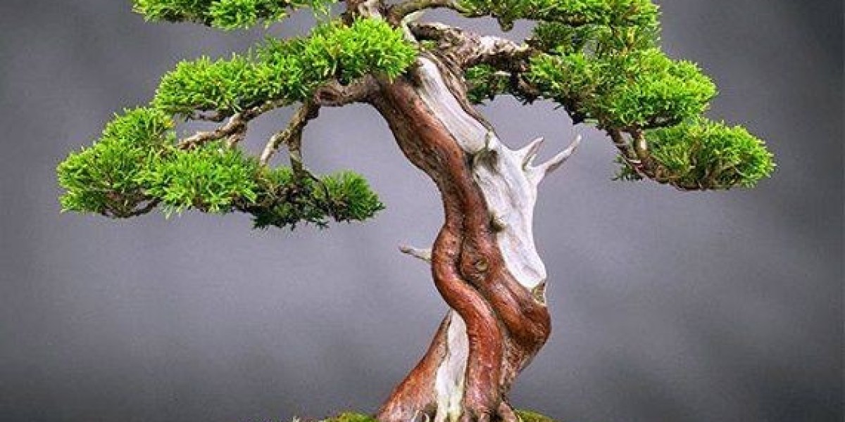 Bonsai Market Research on Growth Challenges, Pain Points, and Winning Strategies in the Competitive Environment