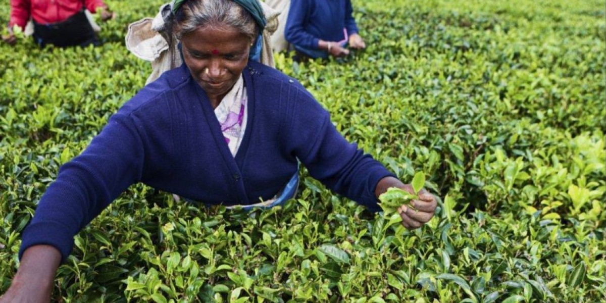 Assam Tea Supplier Offering Fresh Tea Direct from the Gardens