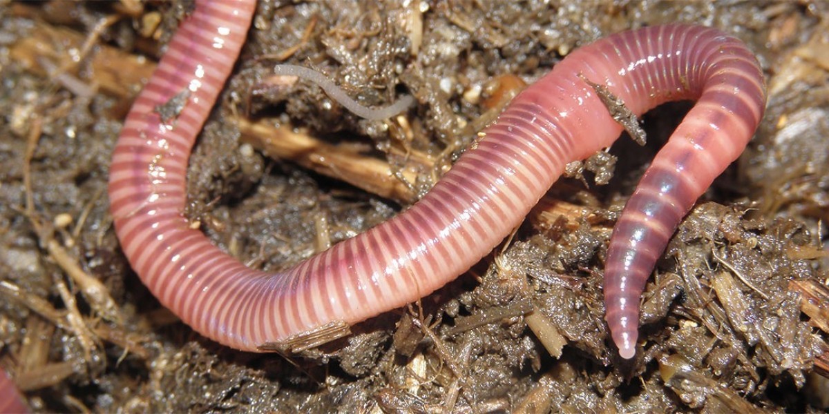 Earthworm Meal Market Overview and Dynamics of Emerging Trends Forecasting Future Growth and Market Outlook