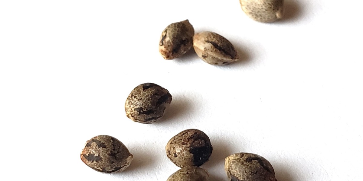 Cannabis Seeds Market Drivers, Trends, Insights, and Analysis Shaping the Future Growth and Opportunities