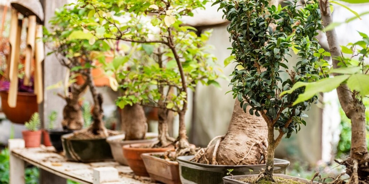 Japan Bonsai Market Insights, Forecasts To 2033