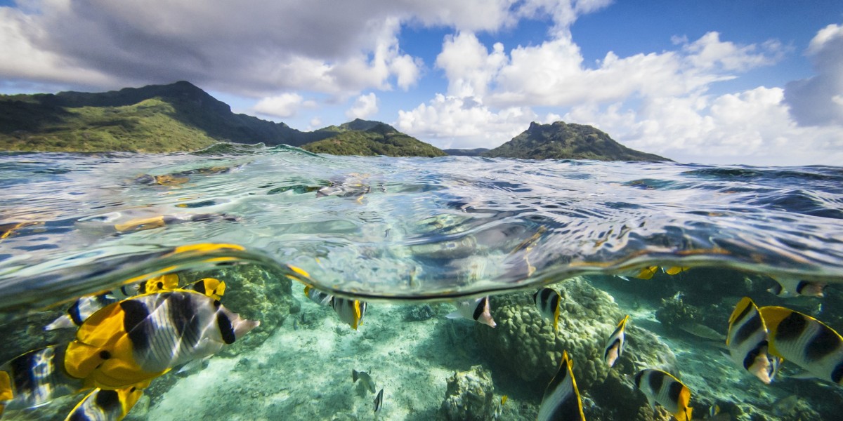 Whale Watching Bora Bora : Vivez l’Expérience des Cétacés