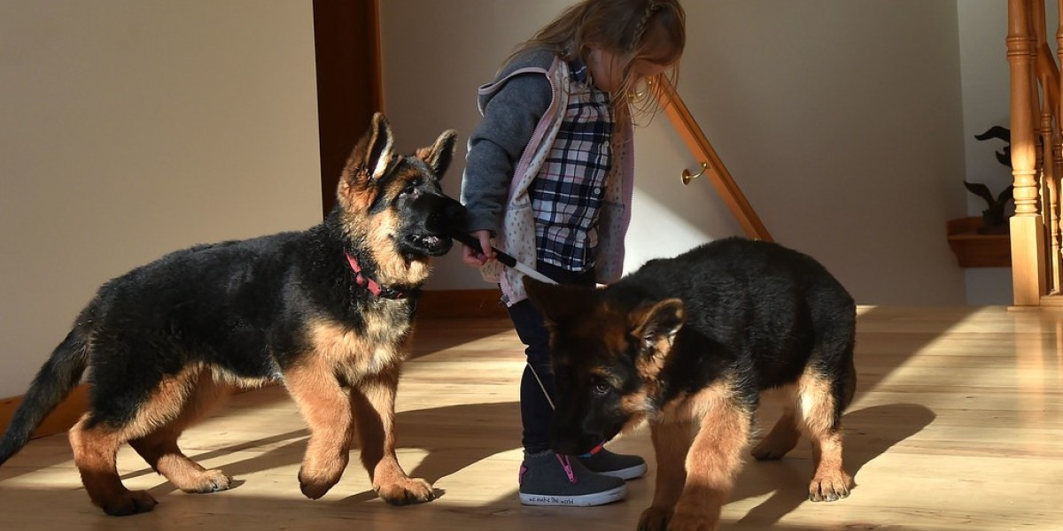 Belgischer Schäferhund Welpen kaufen in Österreich: Ein umfassender Leitfaden