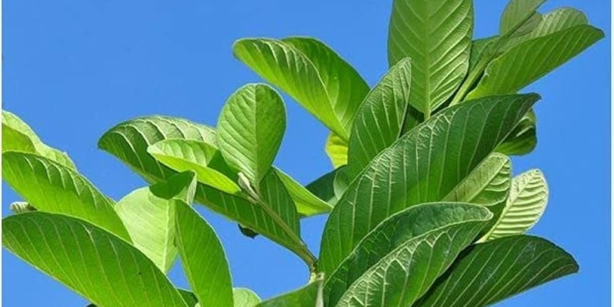 How Can Guava Leaves Help Treat Diarrhea and Stomach Issues?