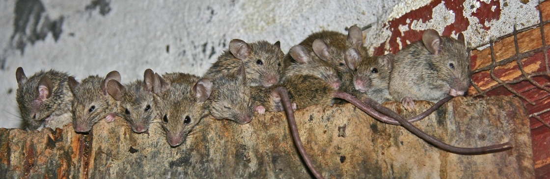 360 Rodent Control