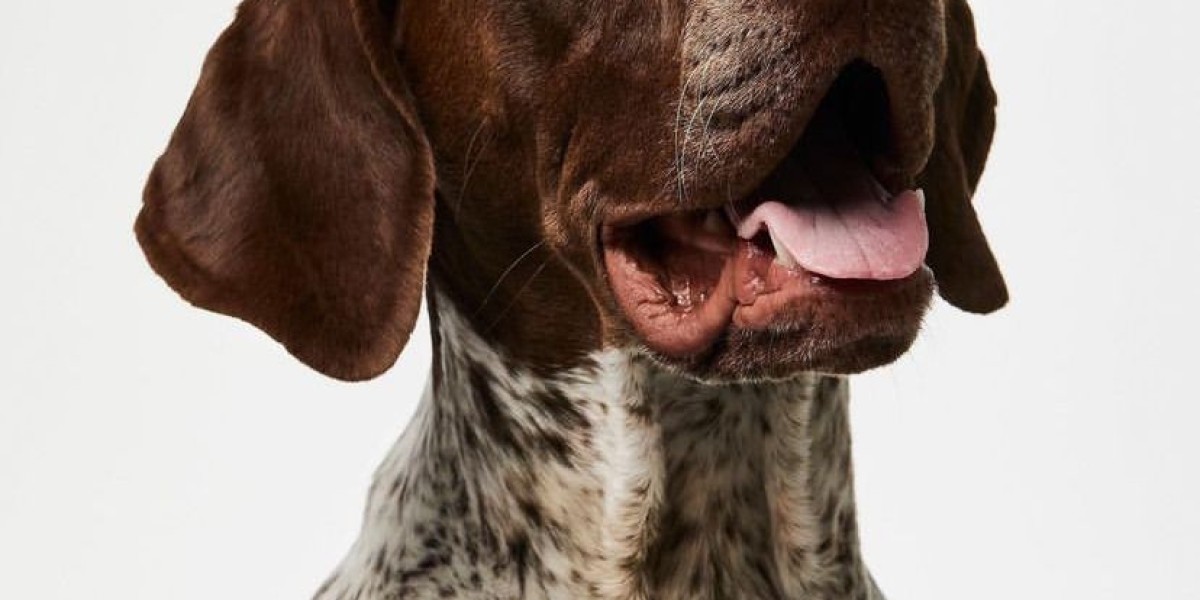 German Shorthaired Pointer Puppies in Georgia – Find Your Perfect Companion