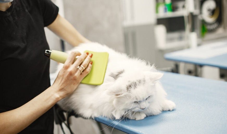 Professional Cat Grooming in Dubai — Book Your Cat’s Spa Day | by Vroomgroom | Feb, 2025 | Medium