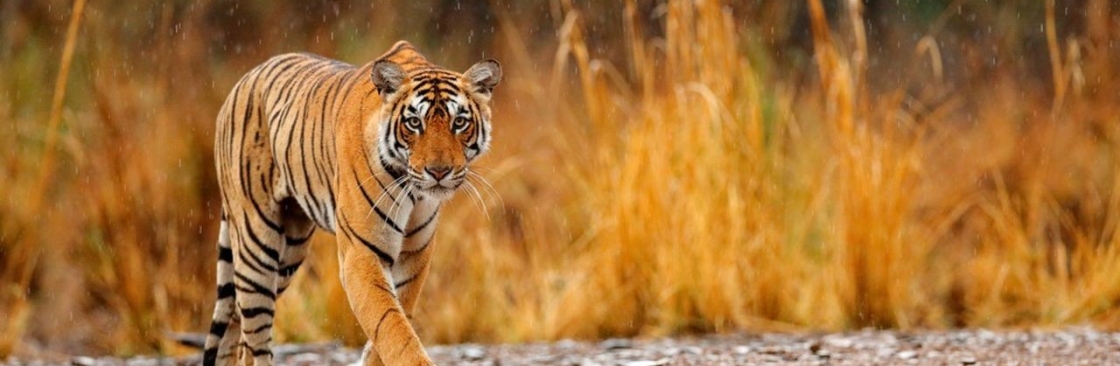Vie Sauvage en Inde