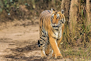 Safari Panda Roux et Tigre en Inde - Bandhavgarh, Singalila, Khajuraho
