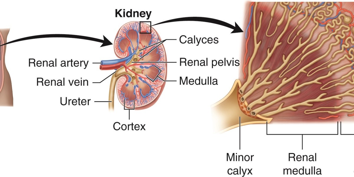 JARDIANCE’s Impact on CKD Progression: A Deep Dive into Clinical Data