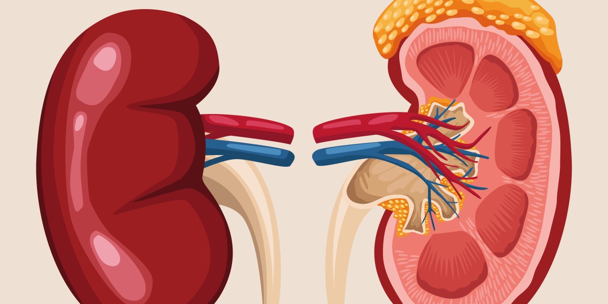 Understanding Kidney Function and Natural Treatments for Kidney Disease