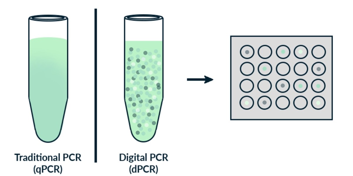 Digital PCR Market: Advancements, Growth Trends, and Future Outlook