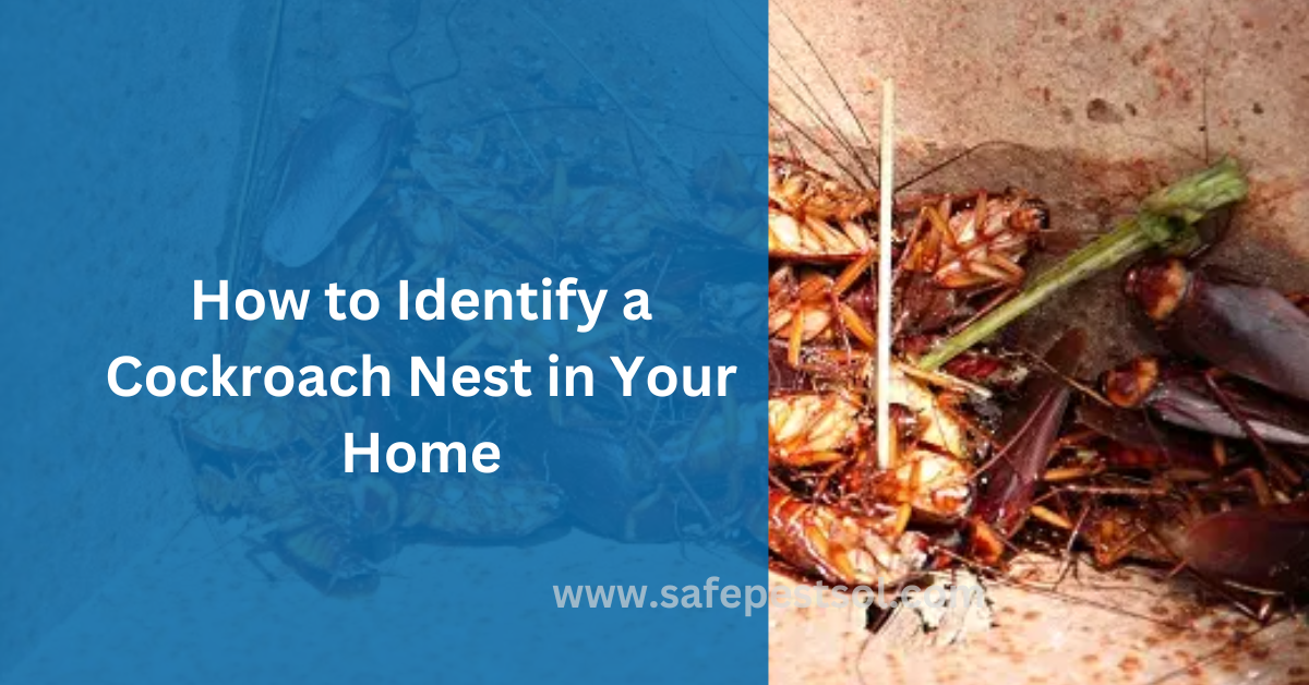 How to Find Cockroach Nest in Home Easily