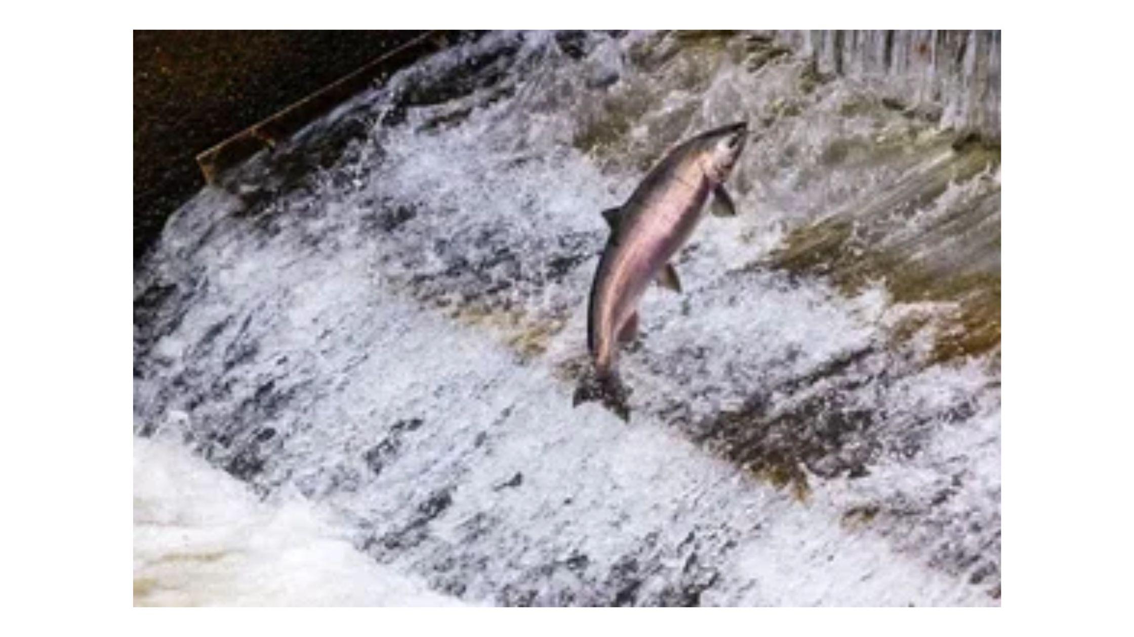 Why Are Fish Passage Solutions Crucial in the Present Day Context?