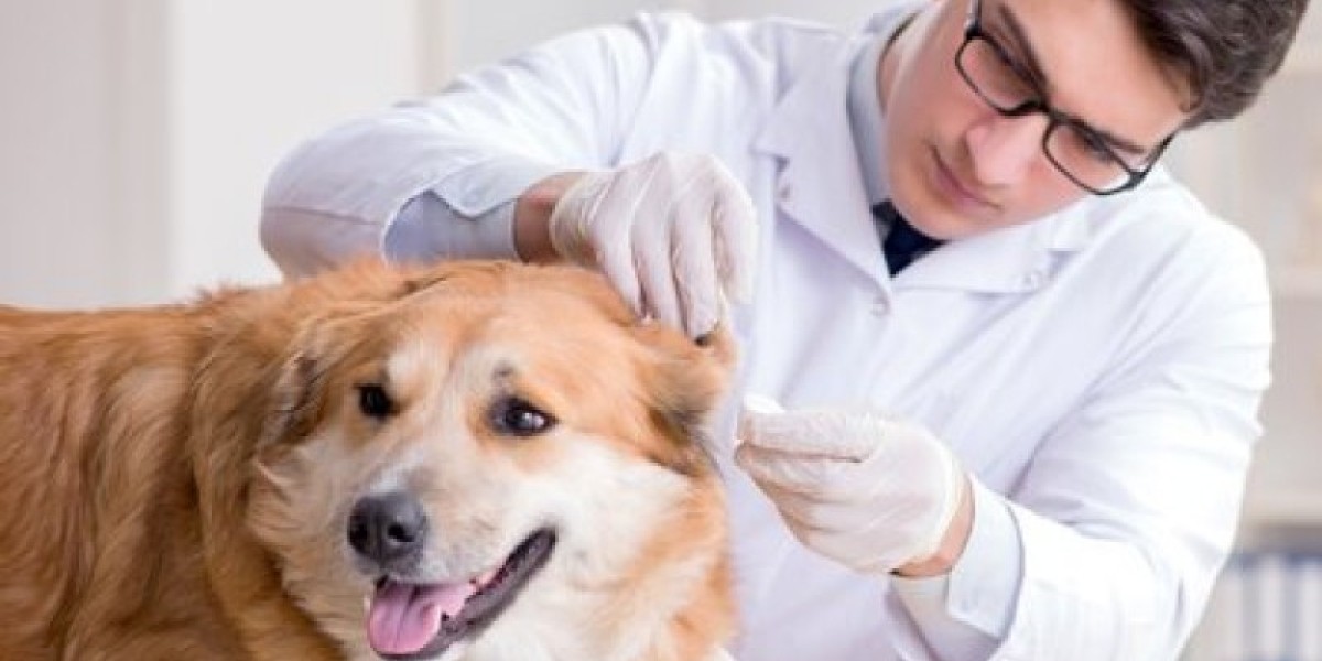 Diagnóstico de Diabetes em Pets: Como os Laboratórios Fazem a Diferença na Saúde do Seu Animal