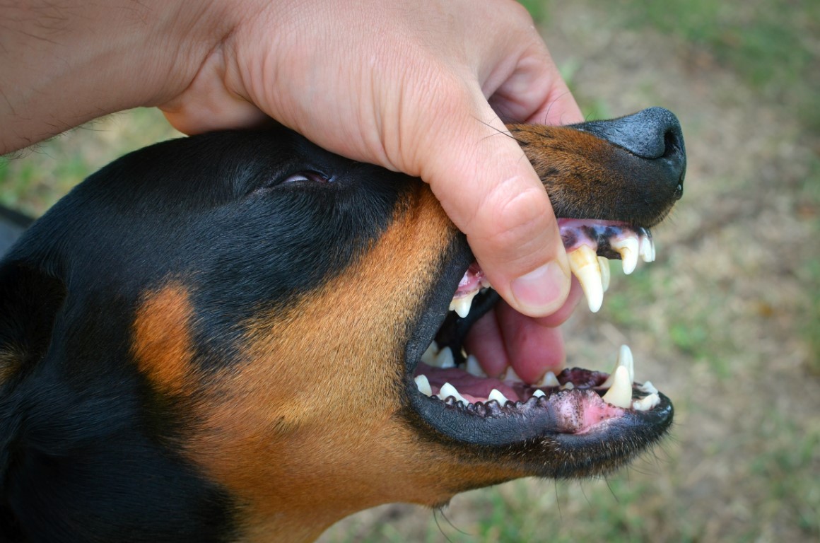 Legal Experts Law Firm for Dog Attack Injury Case in NY and NJ