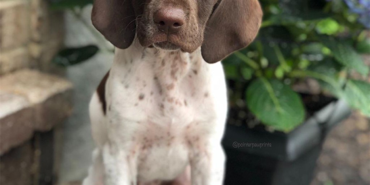 German Shorthaired Pointer Puppies NC – Find Your Perfect Companion