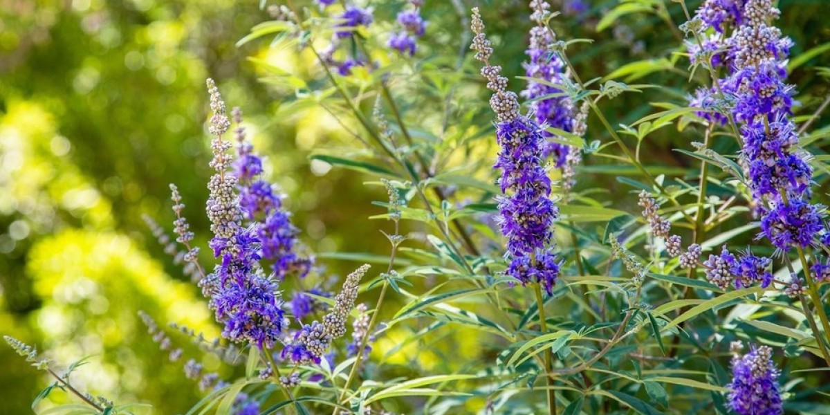 Vital Vitex: The Power of Chaste Tree Berry for Women's Wellness