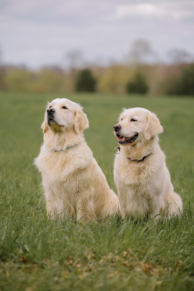 #1Champion bred golden retriever puppies in Indiana, Midwest, Florida