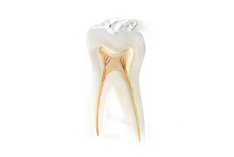 Root Canal Treatment in Hamilton | Red Rose Dentistry