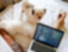 HOME | BowsandToes   State Licnesed #106 Toy Poodles ,Shih-Tzu, Maltese,Brownsboro,Tx.
