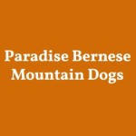 Paradise Bernese Mountain Dogs
