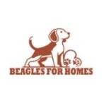 beaglesforhomes