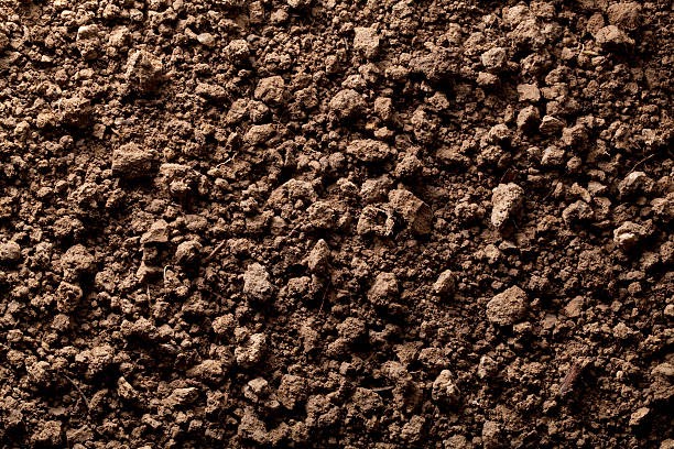 Screened Loam vs. Regular Loam: What You Need to Know for Your Yard