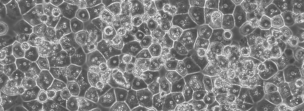 Tips for Liver Hepatocyte Thawing for Cell Culture - Kosheeka