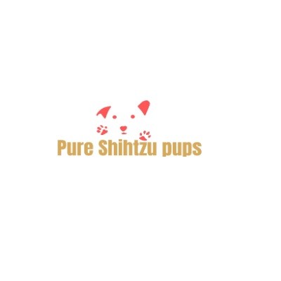 Pure Shih Tzu Pups