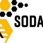 Sodabees bees
