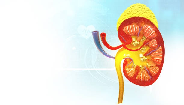 Best Kidney Specialist in Salem: Comprehensive Kidney Care for Your Health