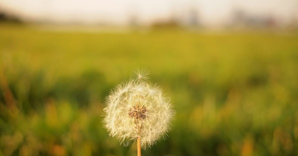 Homeinsteaders's answer to What are some life lessons we can learn from Will Rogers quotes that are still relevant today? - Quora