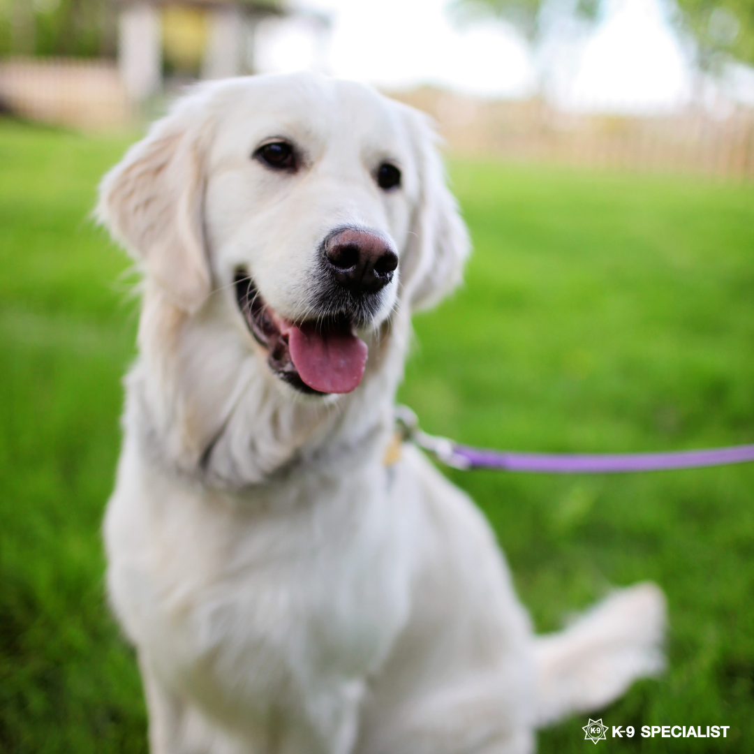 Top 10 Mistakes to Avoid in Adult Dog Training | by K-9 Specialist | May, 2025 | Medium