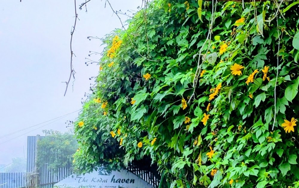 Discover the Best Resorts and Private Cottage in Kodaikanal: Luxury Stays in Vattakanal for Couples & Families