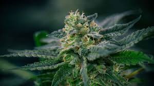 weed delivery