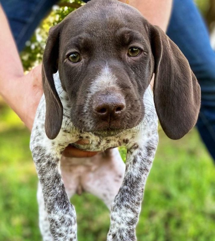 German Shorthaired Pointers Puppies for Sale | GSPointersHome