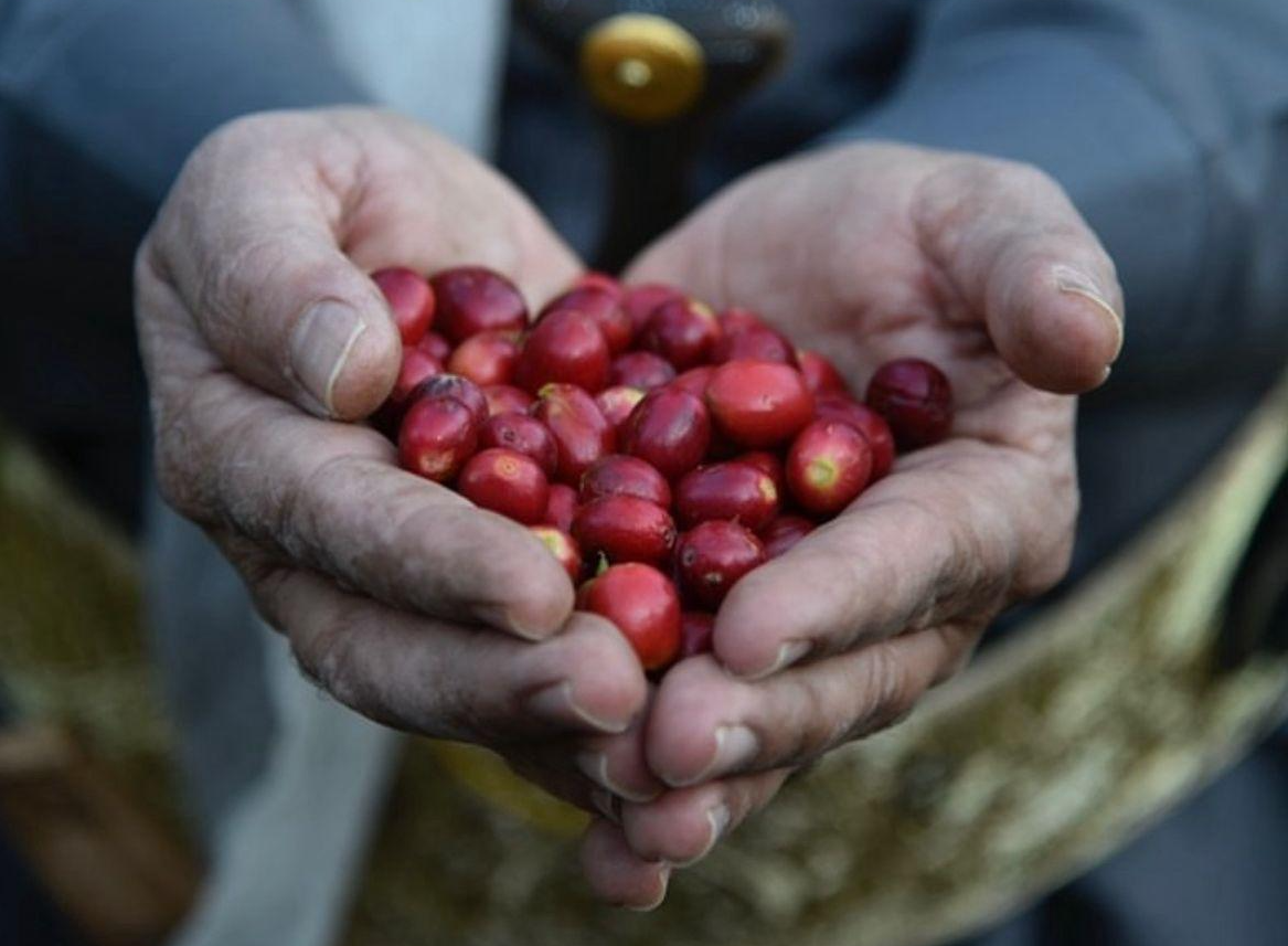 KHAWLANI COFFEE YEMEN - Honoor