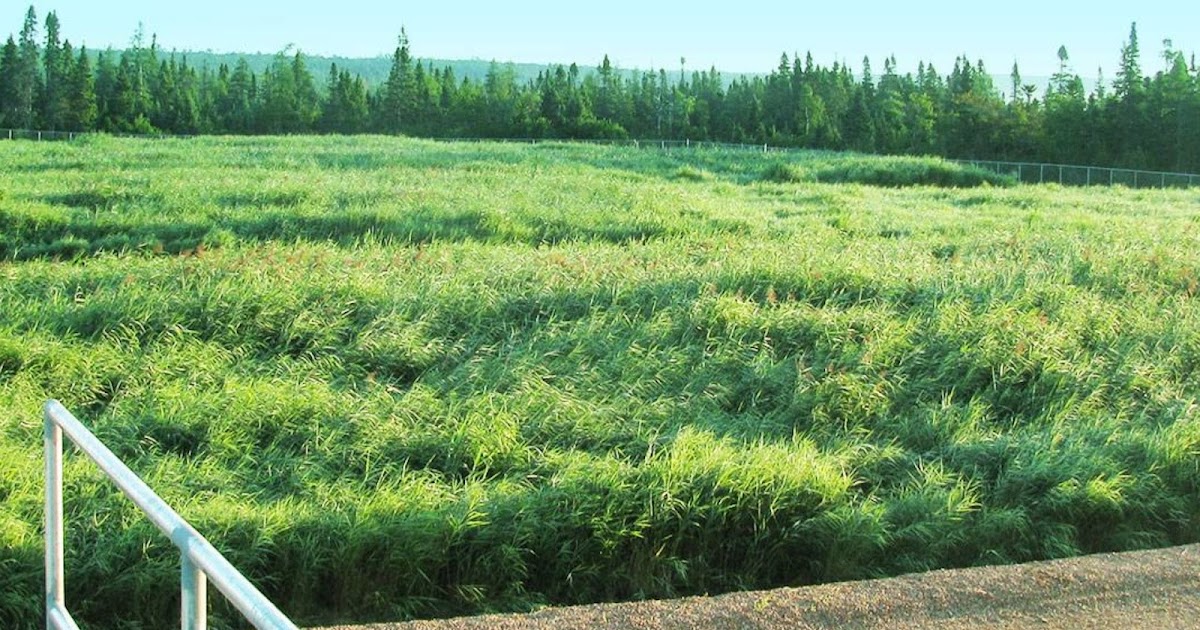 Why Canada Needs More Constructed Wetlands – And Fast!