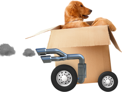 Trusted Pet Shipping Service | Affordable Worldwide Shipping