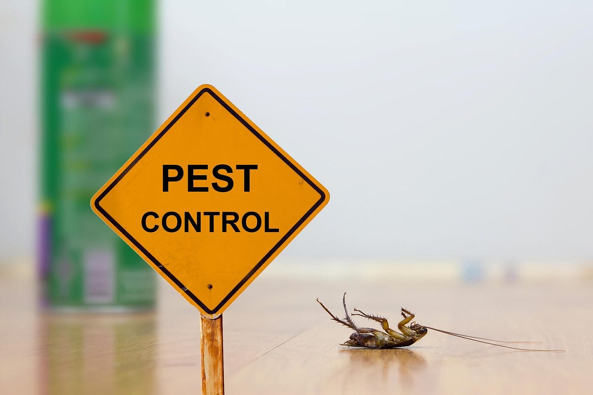 Cleaning Habits That Help Keep Pests Away | by Pest Control Malang | Jun, 2025 | Medium