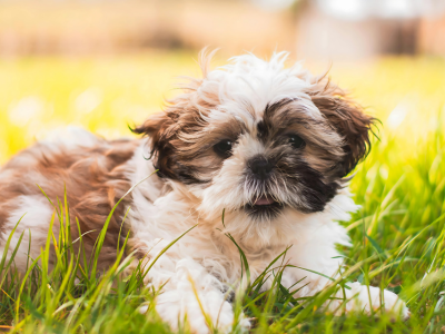 Best Shih Tzu Puppy Breeders Near Me | Pure Shih Tzu Pups