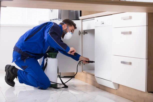How Pest Control Services Help Prevent Rodent-Borne Illnesses?