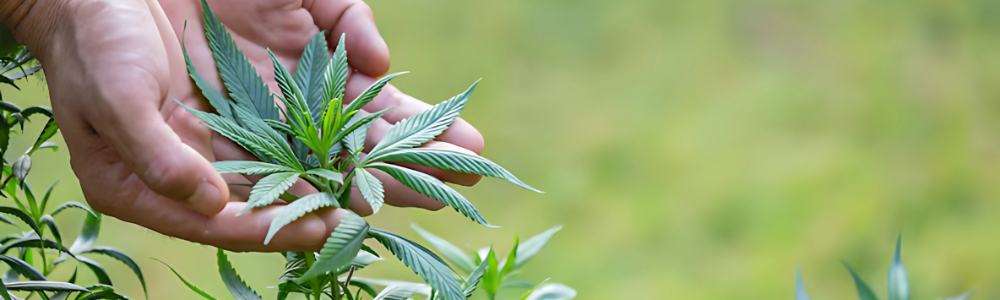 Get Your Connecticut Medical Marijuanas Card Today.