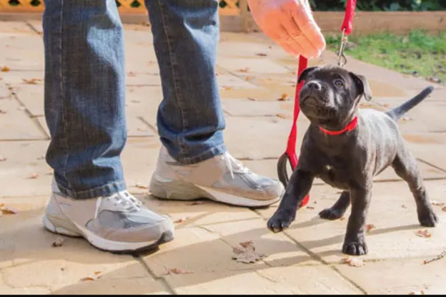 Expert Puppy Housetraining in Barrington – Pooch Pawsitive - San Francisco Daily 360