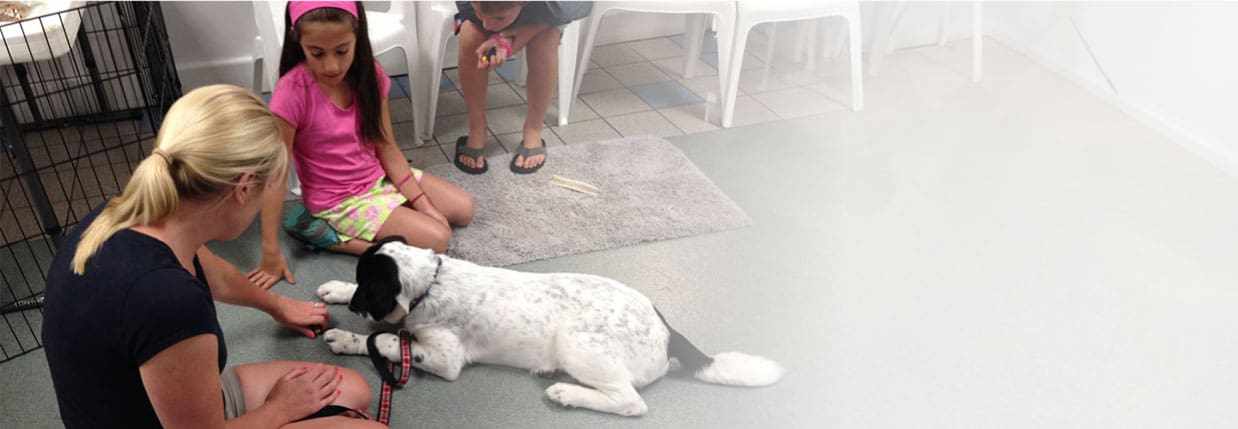 Professional Dog Grooming in East Providence – Pooch Pawsitive